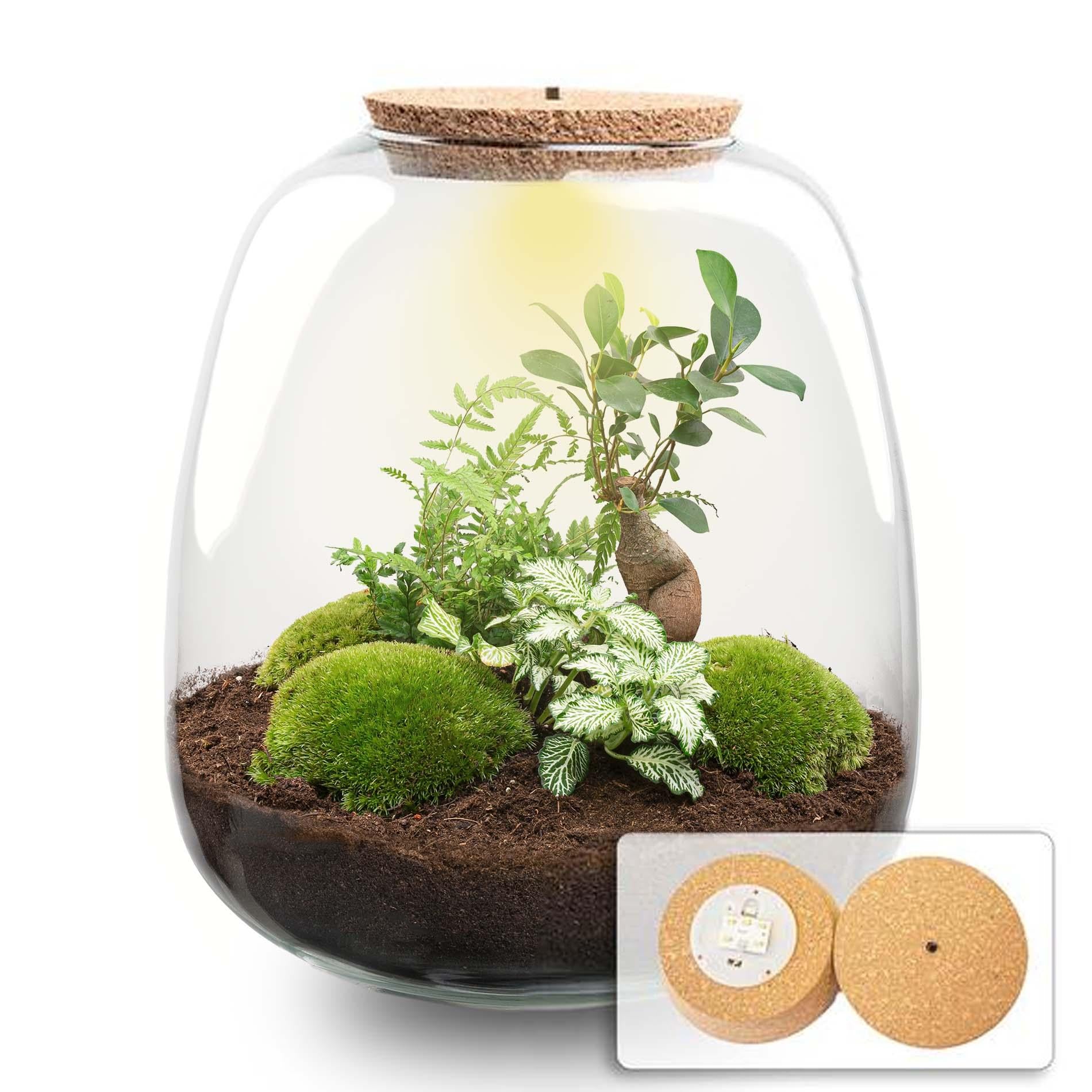 terrarium planten Planten terrarium - Emma - DIY kit - ↑ 25 cm - Ø 23 cm