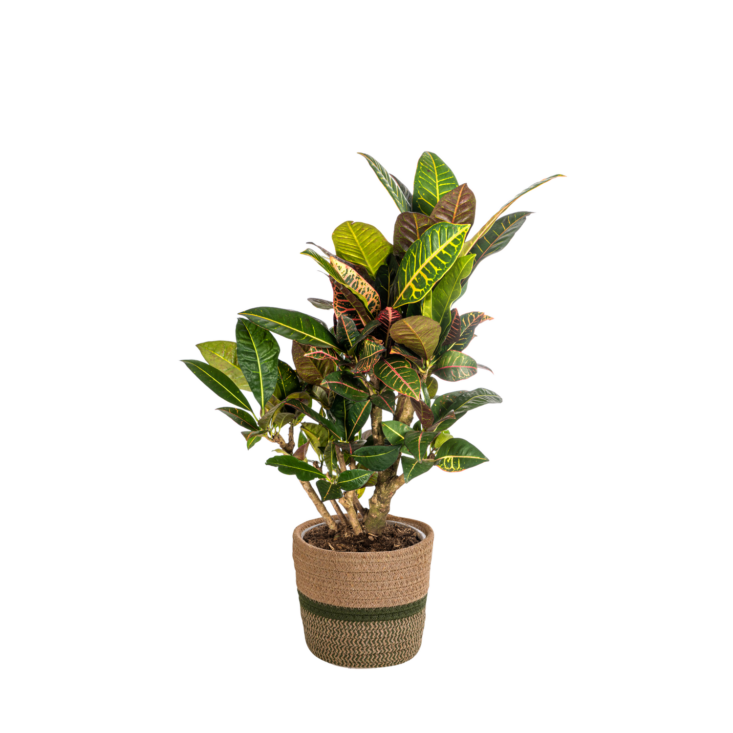 Codiaeum (croton plant)