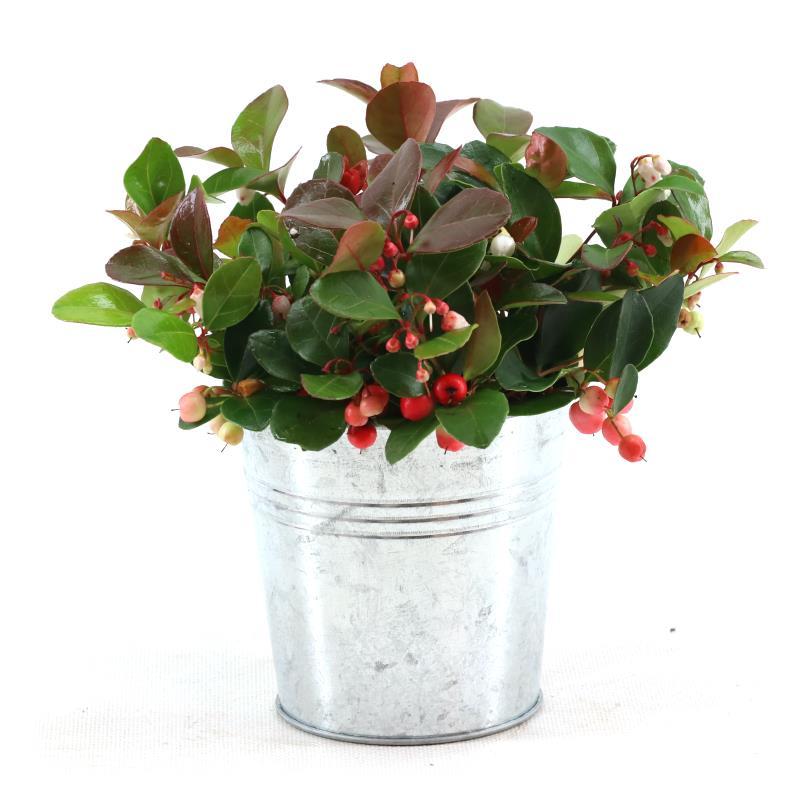 Gaultheria (Bergthee)