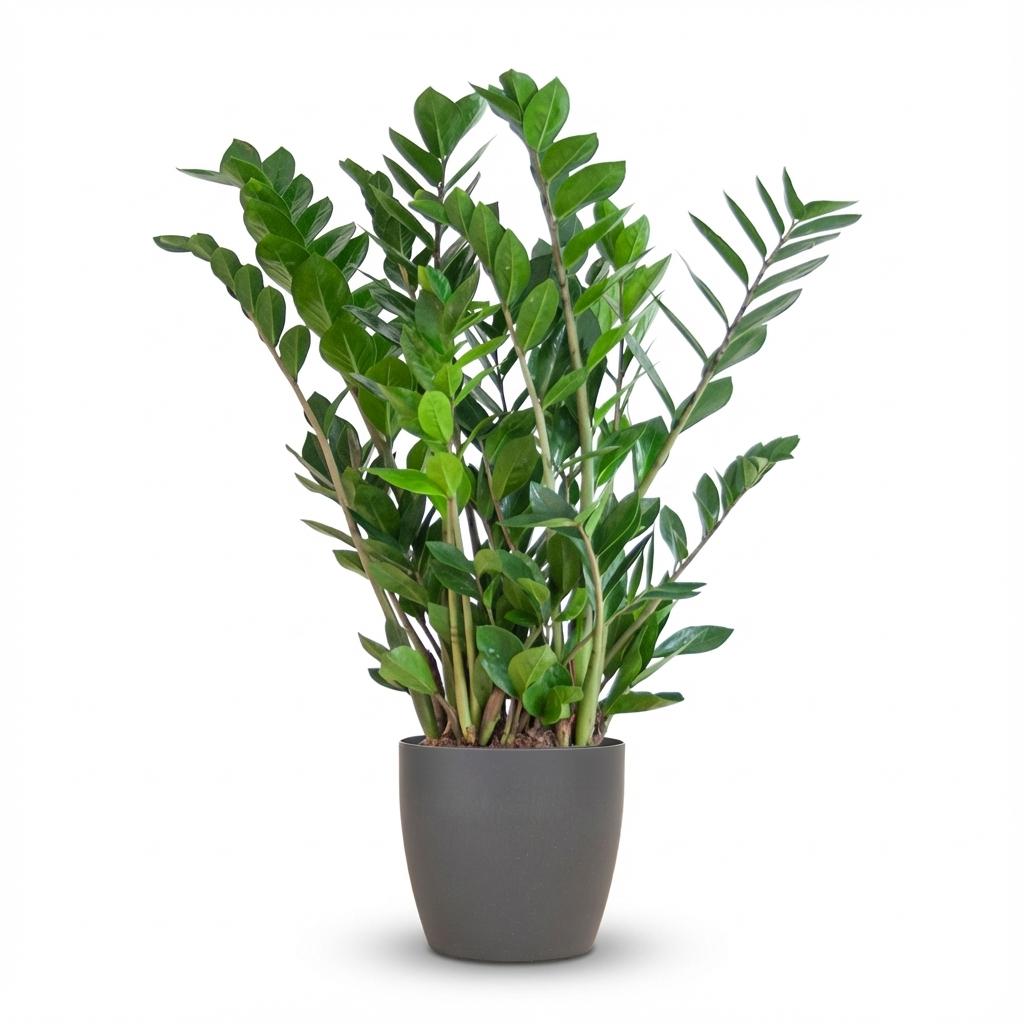 Zamioculcas (ZZ-plant)