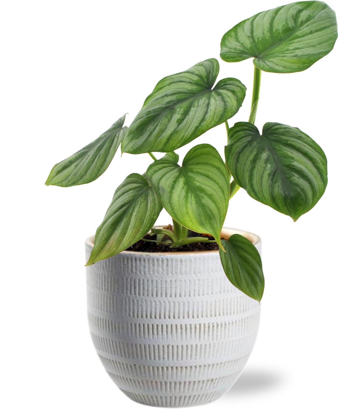 Philodendron