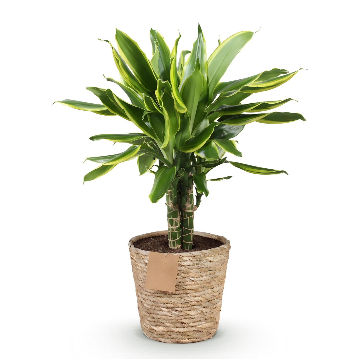 Dracaena