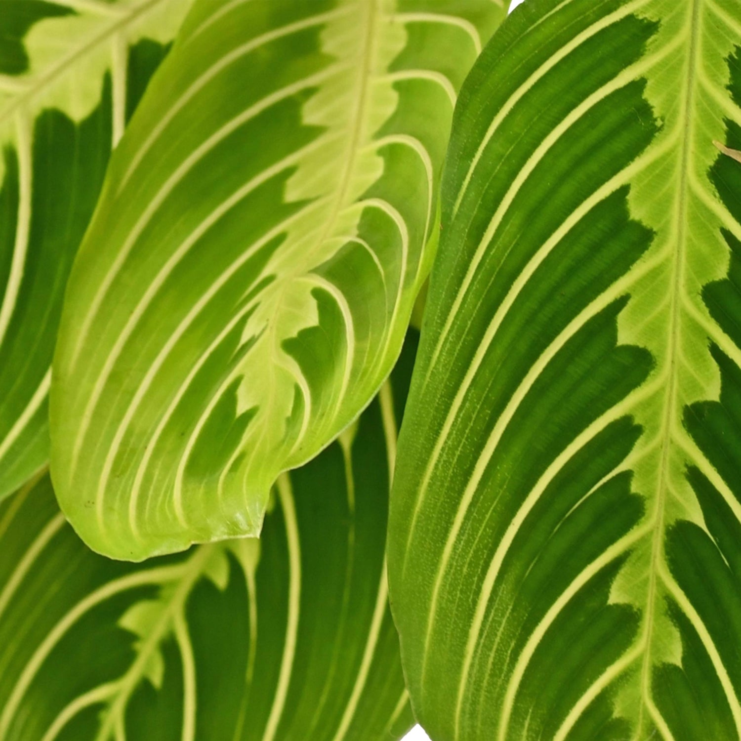 Maranta (Gebedsplant)