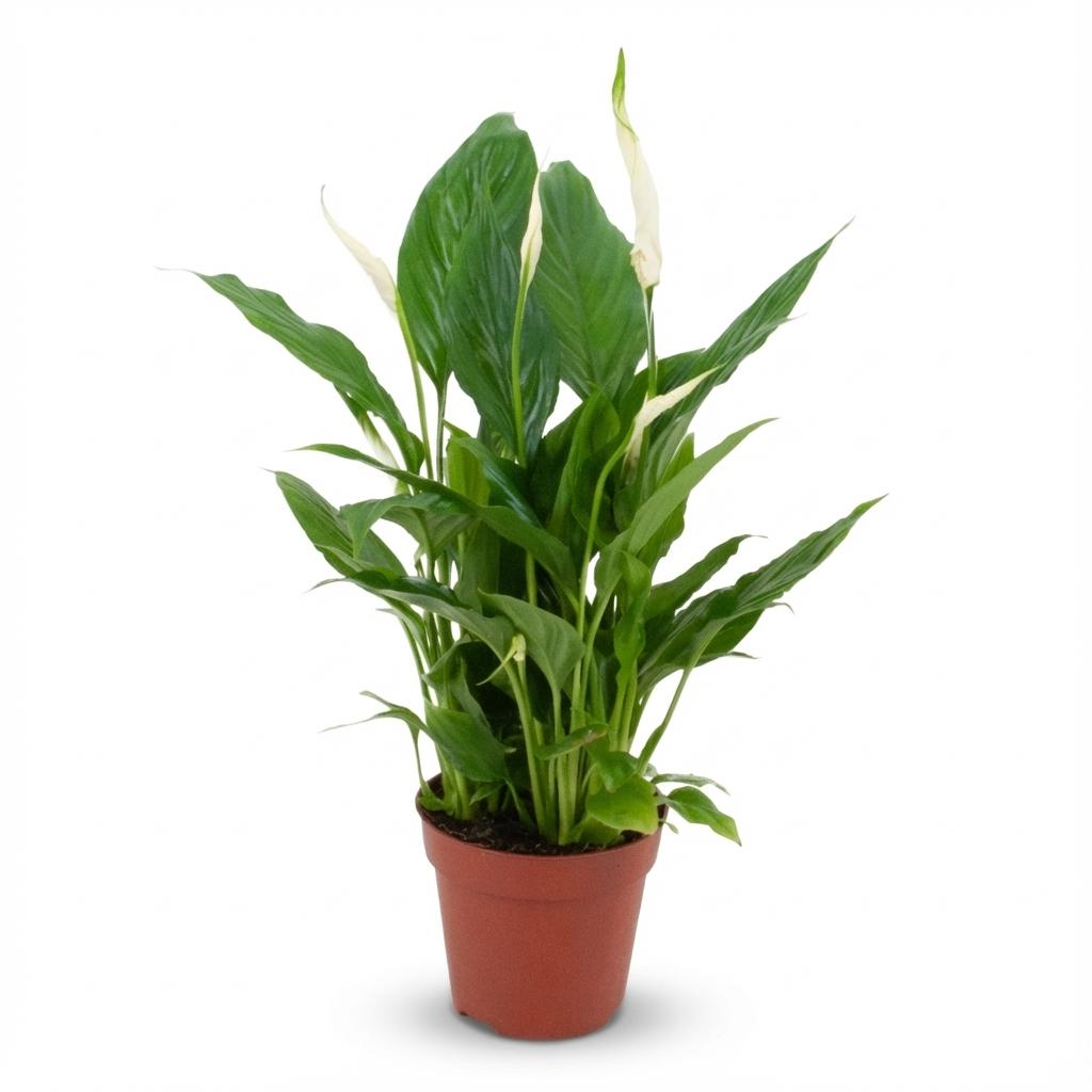 Spathiphyllum (Lepelplant)