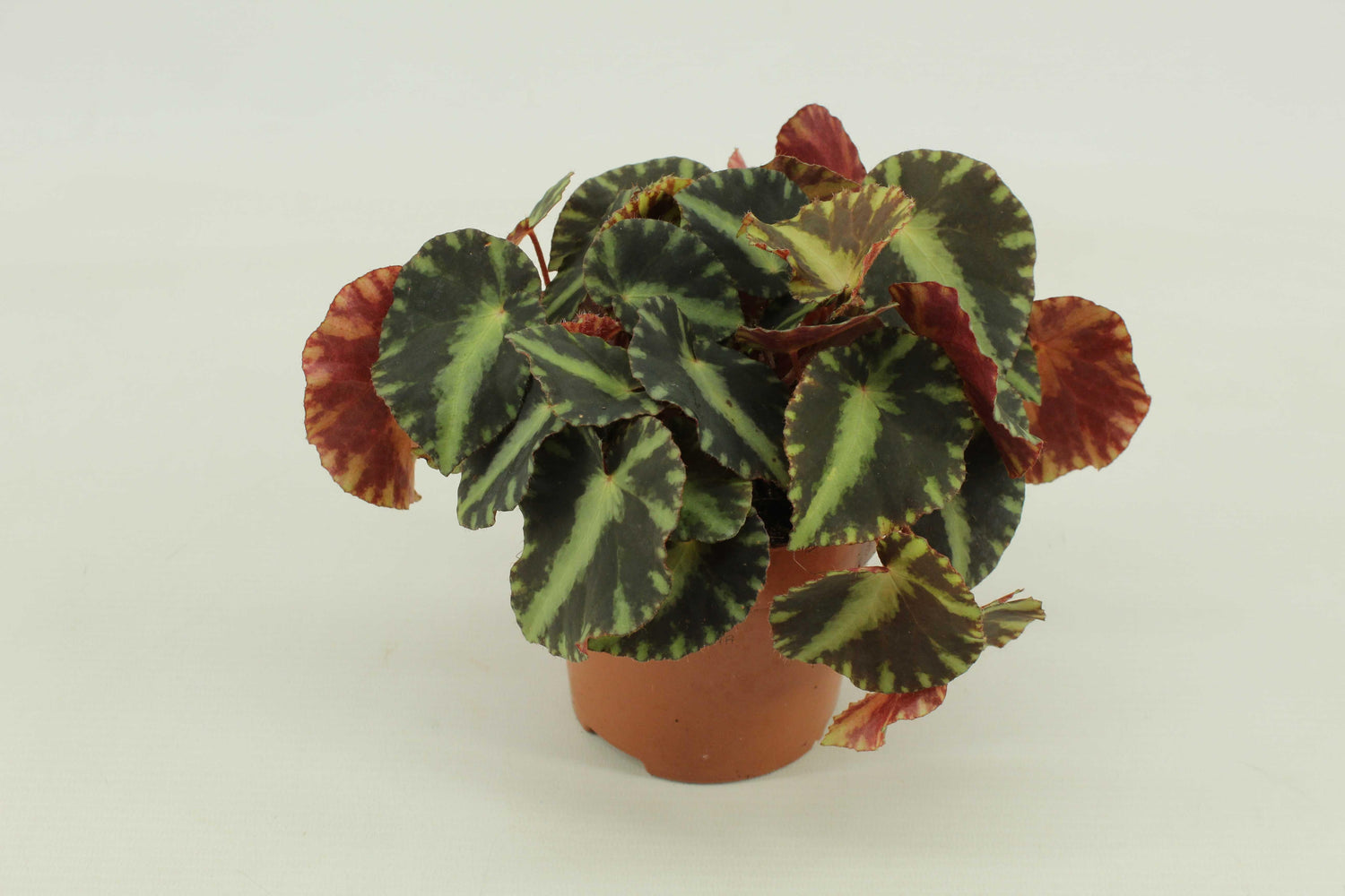 Begonia