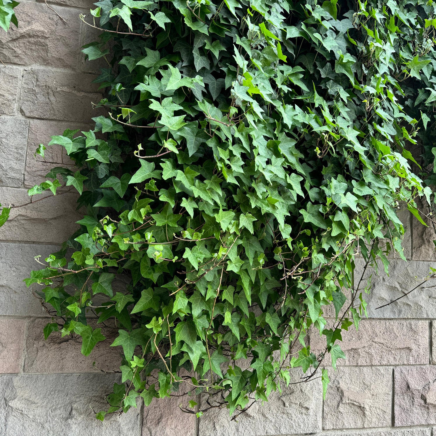 Hedera (Klimop)
