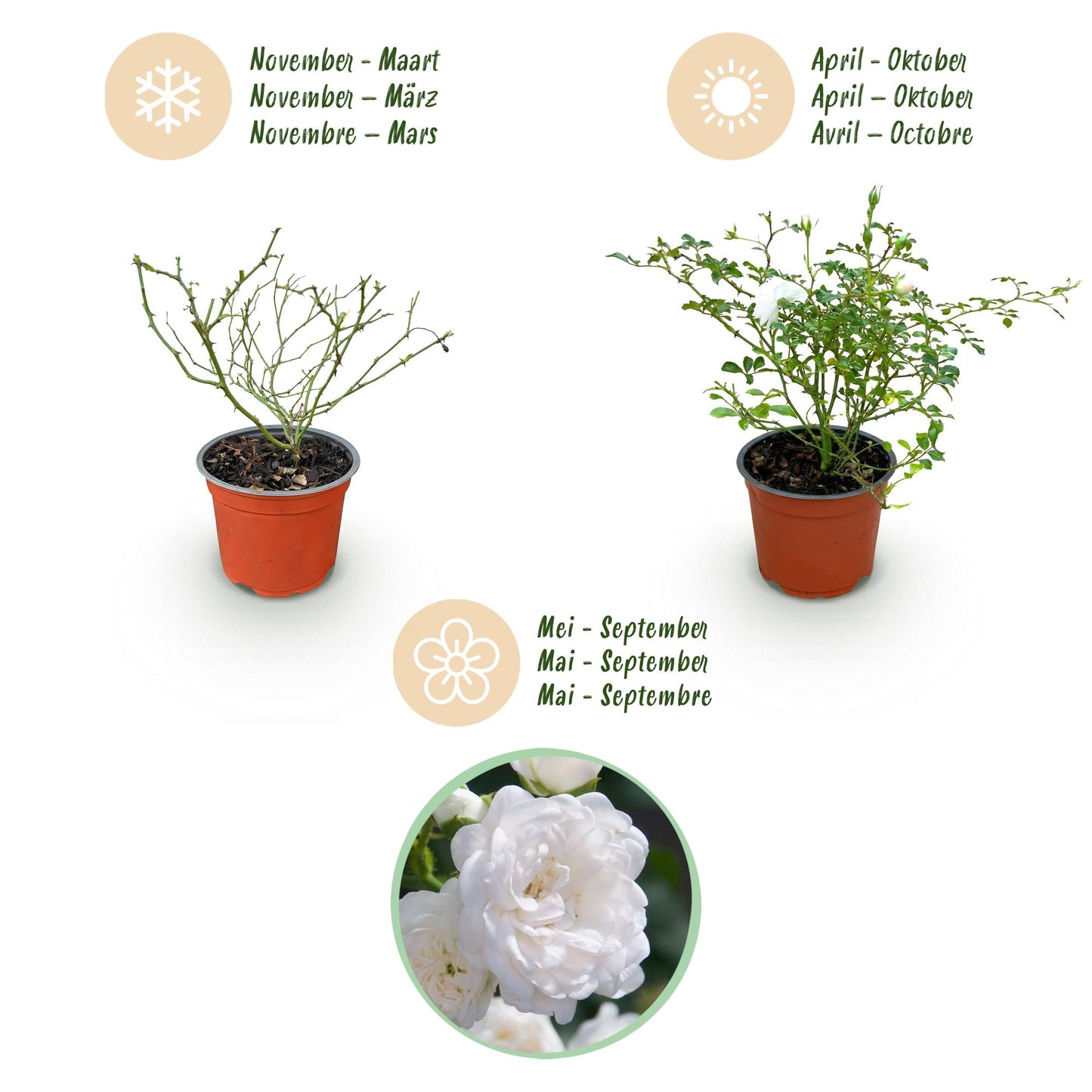 Green boutiQ - Tuin Roos - Rosa White Fairy - Roos - Winterhard - Wit - 1 Plant - Pot 12cm - Hoogte Hoogte 20-25cm