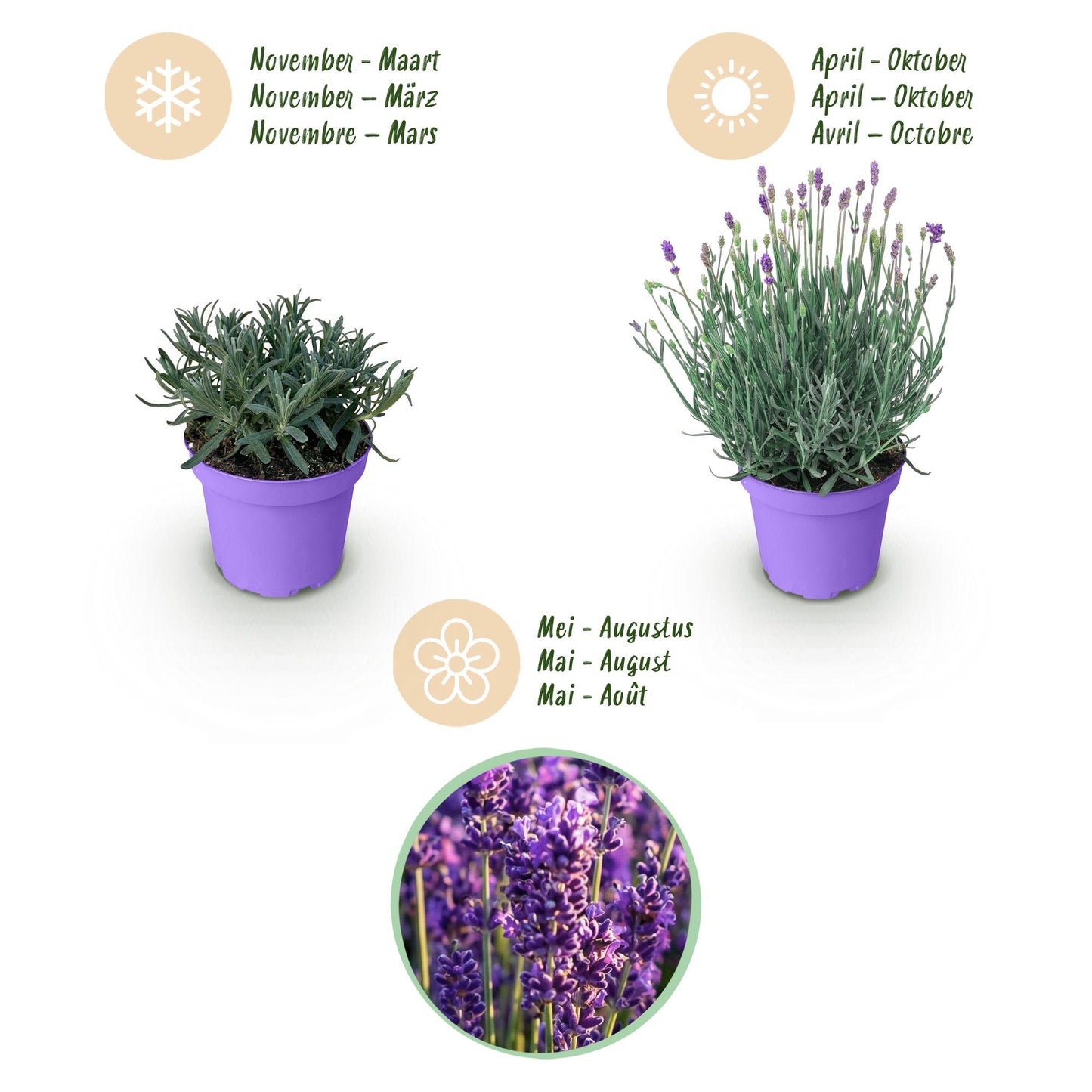 Green boutiQ - Tuinplant - Lavandula angustifolia Munstead - Lavendel - Winterhard - Paars - 1 Plant - Pot 12cm - Hoogte 15-25cm