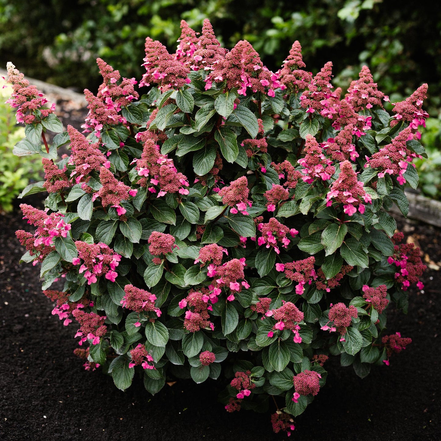 Green boutiQ - Tuinplant - Hydrangea panniculata Living Infinity - Pluimhortensia - Winterhard - Wit - 1 Plant - Pot 12cm - Hoogte Hoogte 20-30cm