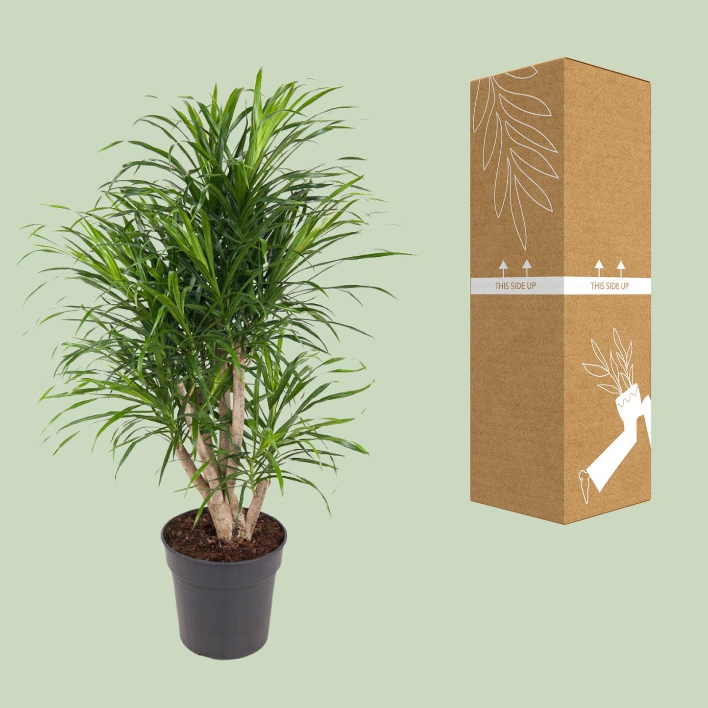 Dracaena Anita - Ø24cm - ↕100cm