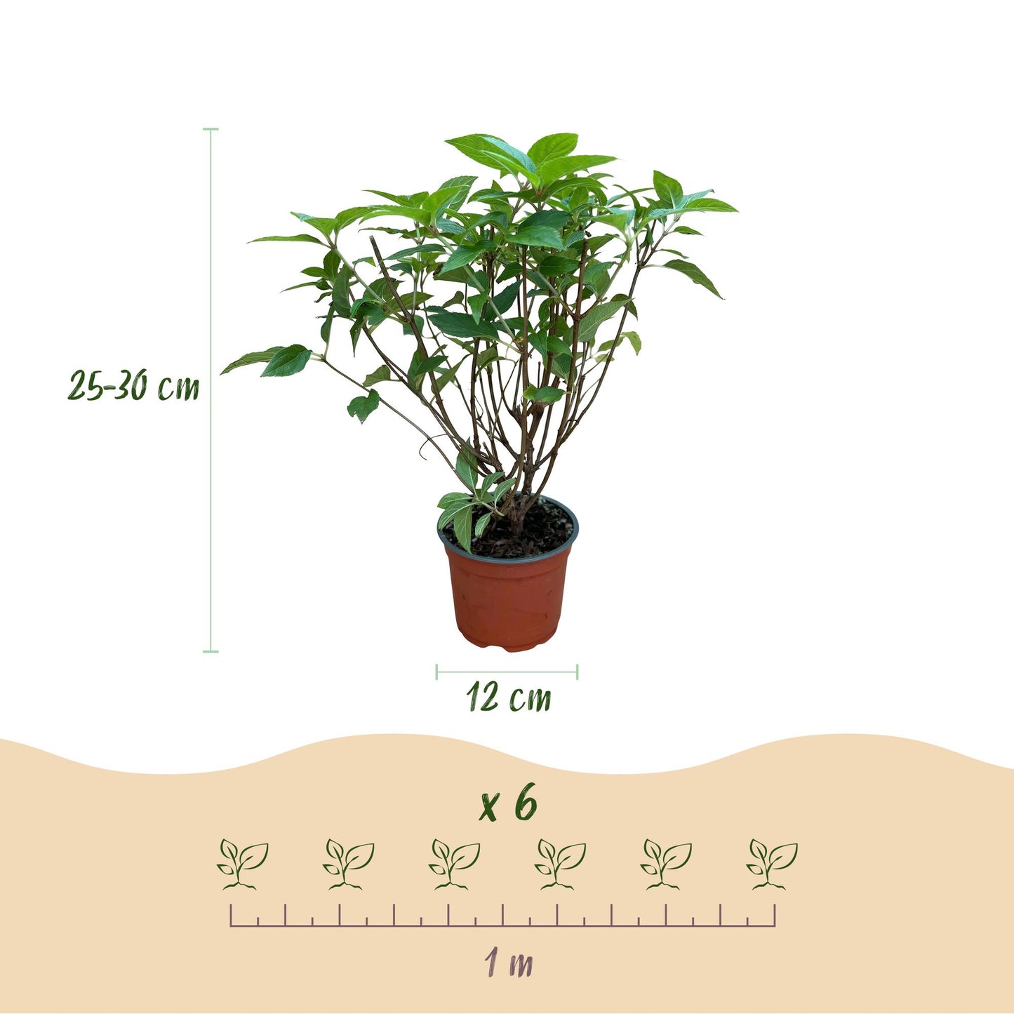 Green boutiQ - Tuinplant - Hydrangea panniculata Limelight - Pluimhortensia - Winterhard - Lime Groen - 1 Plant - Pot 12cm - Hoogte Hoogte 20-30cm