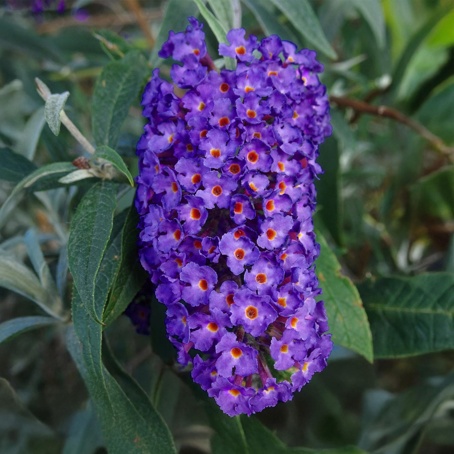 Green boutiQ - Tuinplant - Buddleja davidii Empire Blue - Vlinderstruik - Winterhard - Blauw - 3 Planten - Pot 17cm - Hoogte 45cm