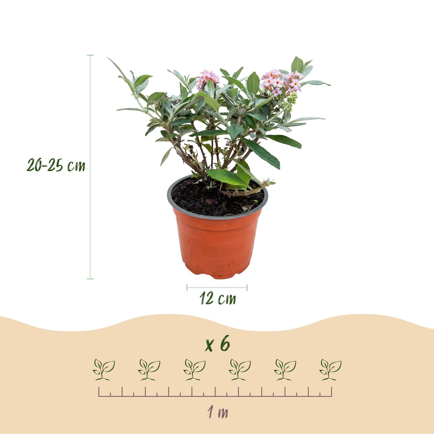 Green boutiQ - Tuinplant - Buddleja davidii Butterfly Candy Little Pink - Vlinderstruik - Compact - Roze - 1 Plant - Pot 12cm - Hoogte 20-25cm