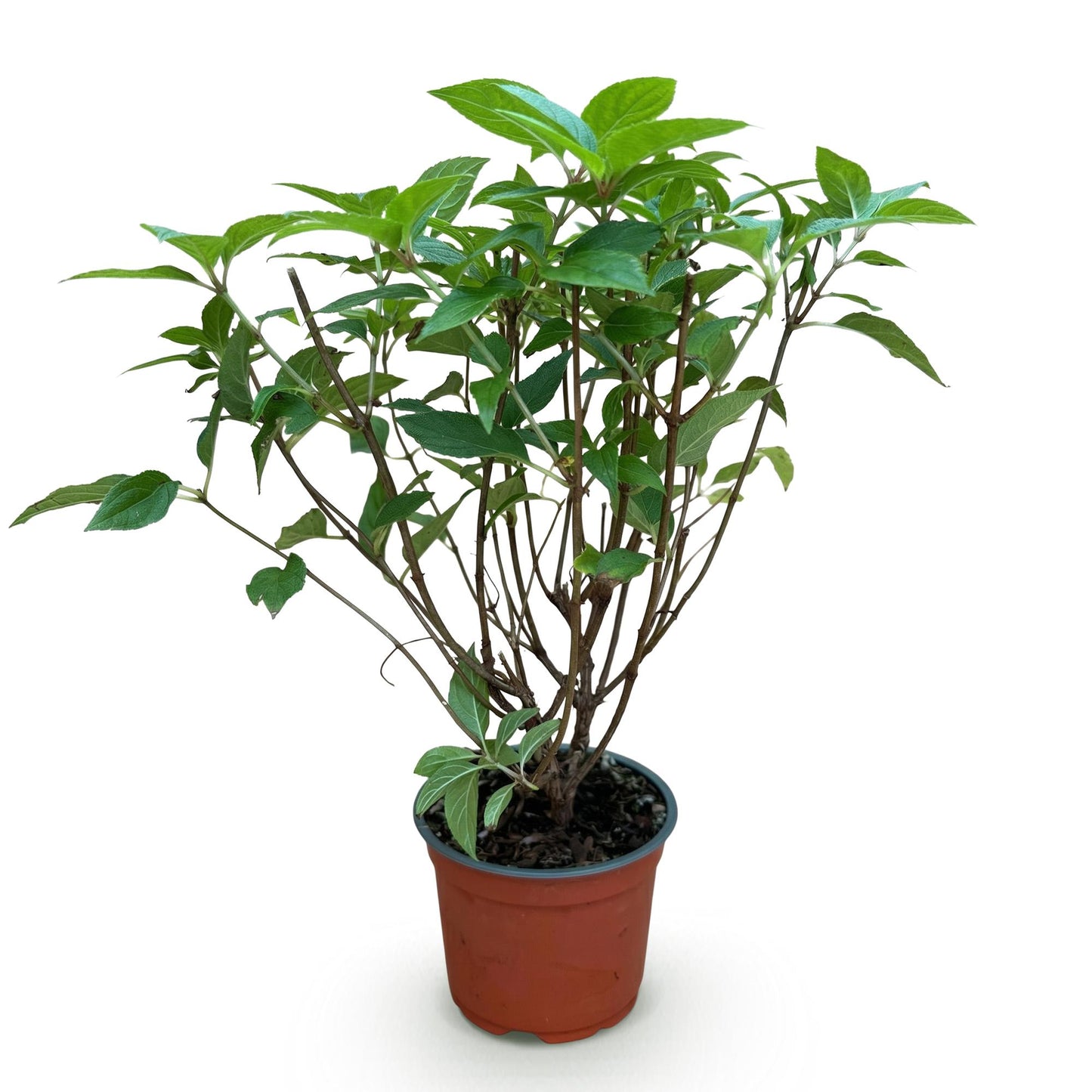 Green boutiQ - Tuinplant - Hydrangea panniculata Limelight - Pluimhortensia - Winterhard - Lime Groen - 1 Plant - Pot 12cm - Hoogte Hoogte 20-30cm