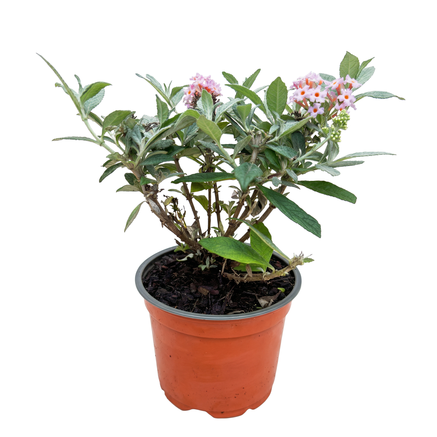 Green boutiQ - Tuinplant - Buddleja davidii Butterfly Candy Little Pink - Vlinderstruik - Compact - Roze - 1 Plant - Pot 12cm - Hoogte 20-25cm