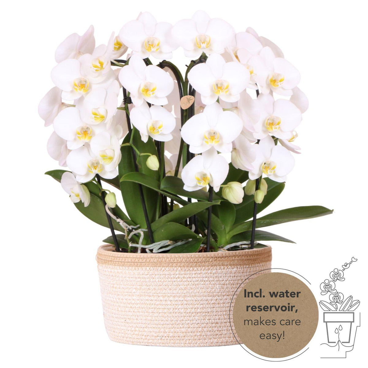 Mono Bouquet wit | 3 witte orchideeën Niagara Fall in mand met waterreservoir