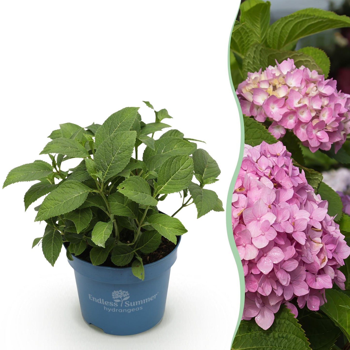 Green boutiQ - Tuinplant - Hydrangea Endles Summer The Original Pink - Hortensia - Winterhard - Roze - 1 Plant - Pot 14cm - Hoogte 20-25cm