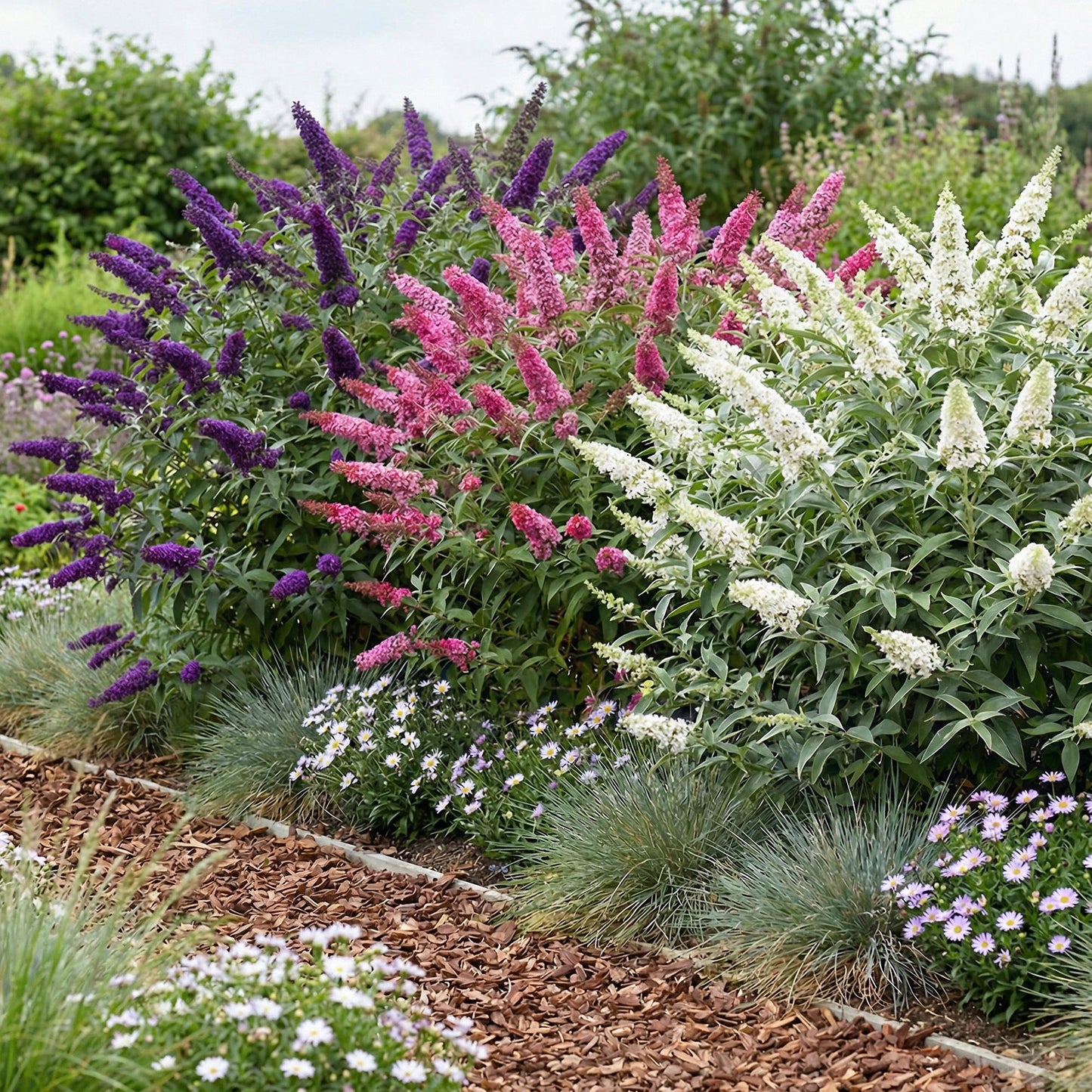 Green boutiQ - Tuinplant - Buddleja davidii Tricolour - Vlinderstruik - Winterhard - Blauw - Roze - Wit - 3 Planten - Pot 17cm - Hoogte 45cm
