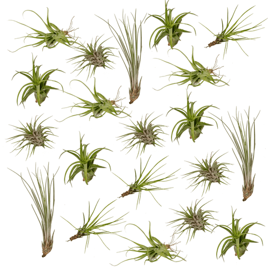 Tillandsia Air mix - 20 stuks - 6 cm - ø6