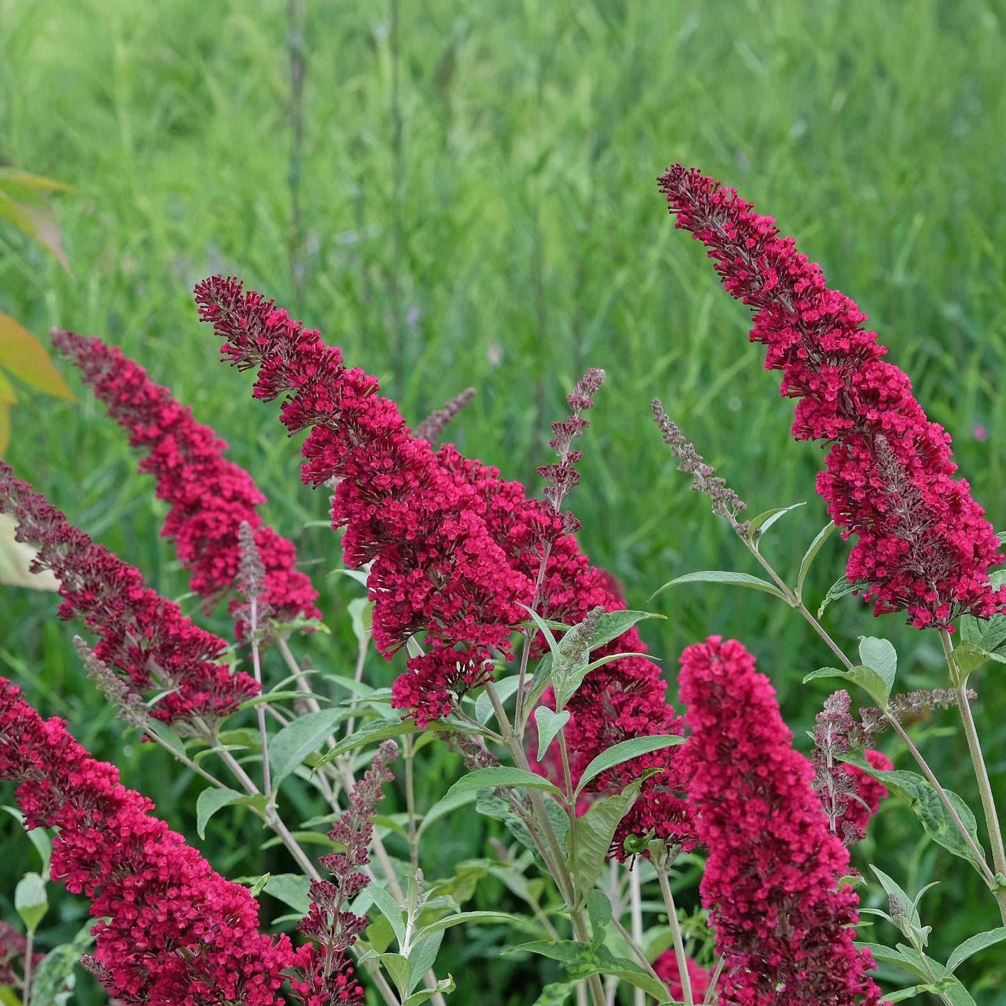 Green boutiQ - Tuinplant - Buddleja davidii Royal Red - Vlinderstruik - Winterhard - Rood - 3 Planten - Pot 17cm - Hoogte 45cm