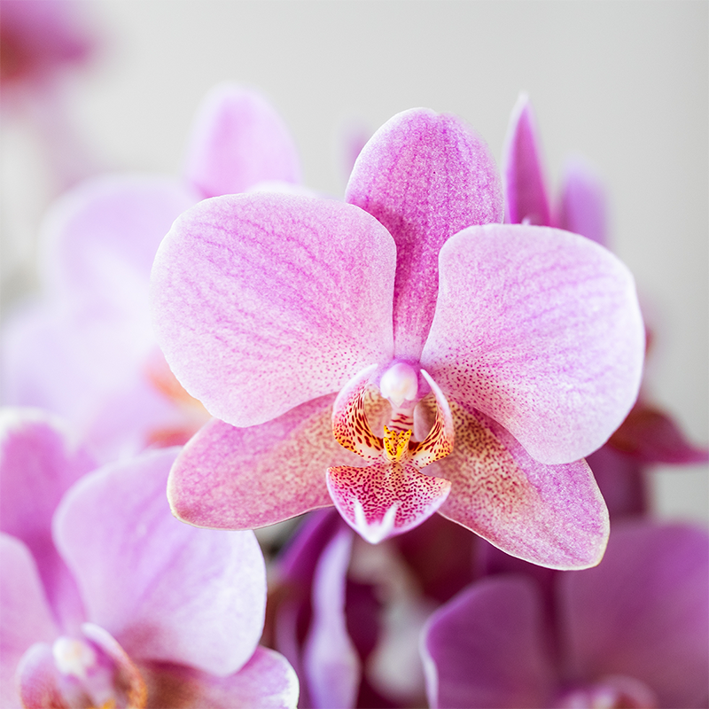 Kolibri Orchids | COMBI DEAL van 2 Phalaenopsis orchideeën - Treviso - potmaat Ø9cm | bloeiende kamerplant - vers van de kweker