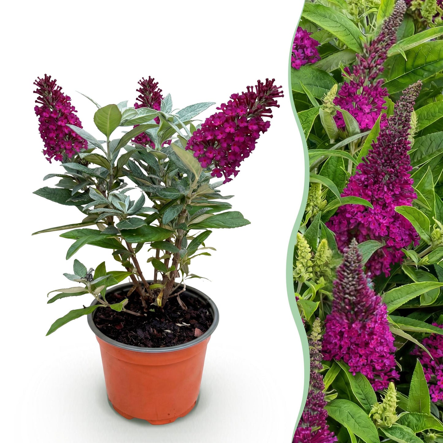 Green boutiQ - Tuinplant - Buddleja davidii Butterfly Candy Little Ruby - Vlinderstruik - Compact - Rood - 1 Plant - Pot 12cm - Hoogte 20-25cm