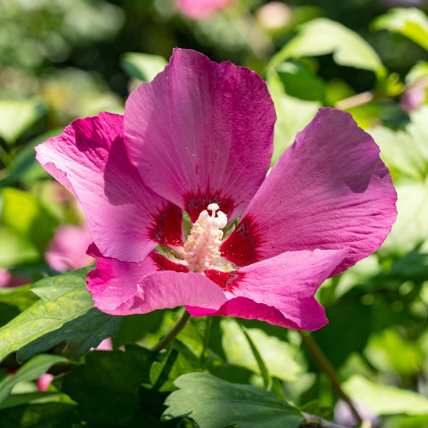 Green boutiQ - Tuinplant - Hibiscus syriacus Woodbridge - Tuin Hibiscus - Winterhard - Roze - 3 Planten - Pot 17cm - Hoogte 45cm