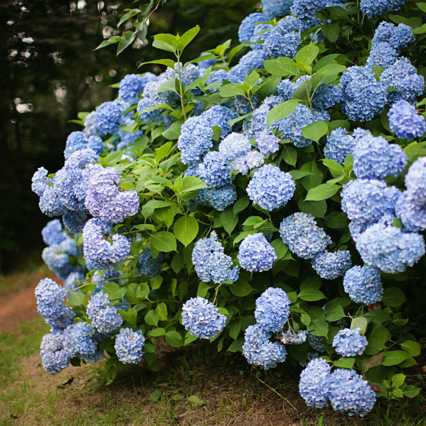 Green boutiQ - Tuinplant - Hydrangea macrophylla Blauw - Hortensia - Winterhard - Blauw - 1 Plant - Pot 12cm - Hoogte Hoogte 20-30cm