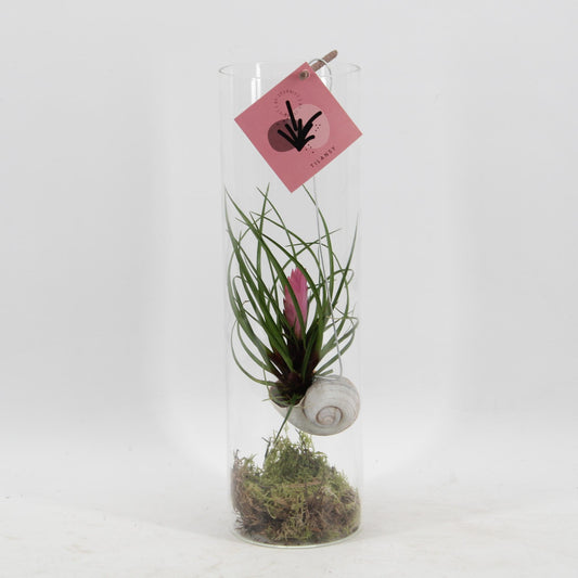Tillandsia Cyanea - Ø11 ↕38