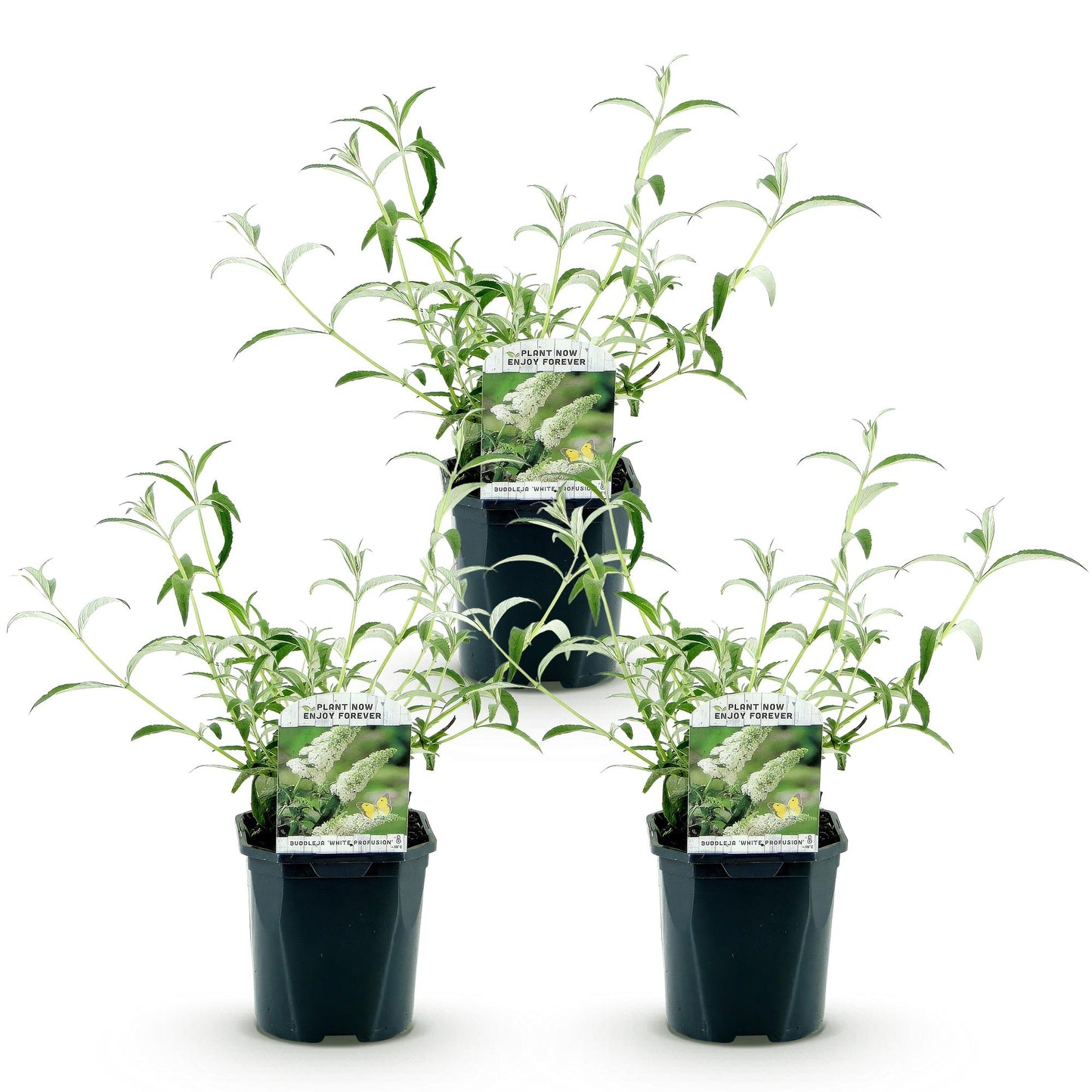 Green boutiQ - Tuinplant - Buddleja davidii White Profusion - Vlinderstruik - Winterhard - Wit - 3 Planten - Pot 17cm - Hoogte 45cm