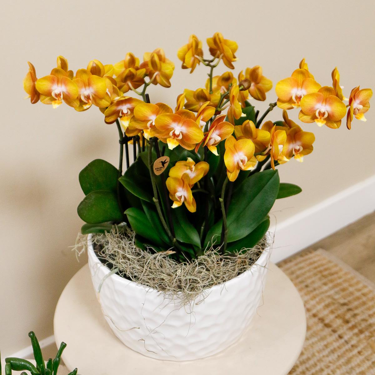 Kolibri Orchids | oranje orchideeënset in Honey dish incl. waterreservoir | drie oranje orchideeën Las Vegas12cm | Mono Bouquet wit met zelfvoorzienend waterreservoir