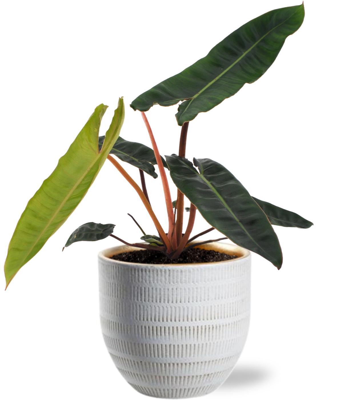 Philodendron Billietiae - Ø12cm - ↕25cm + Beau Pot D14x13cm - Wit