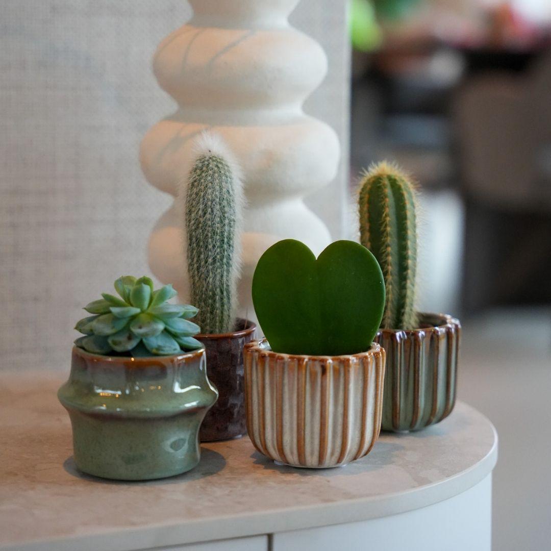 Plant set van 6 met pot set San Juan - Cactus mix - Ø 6 cm