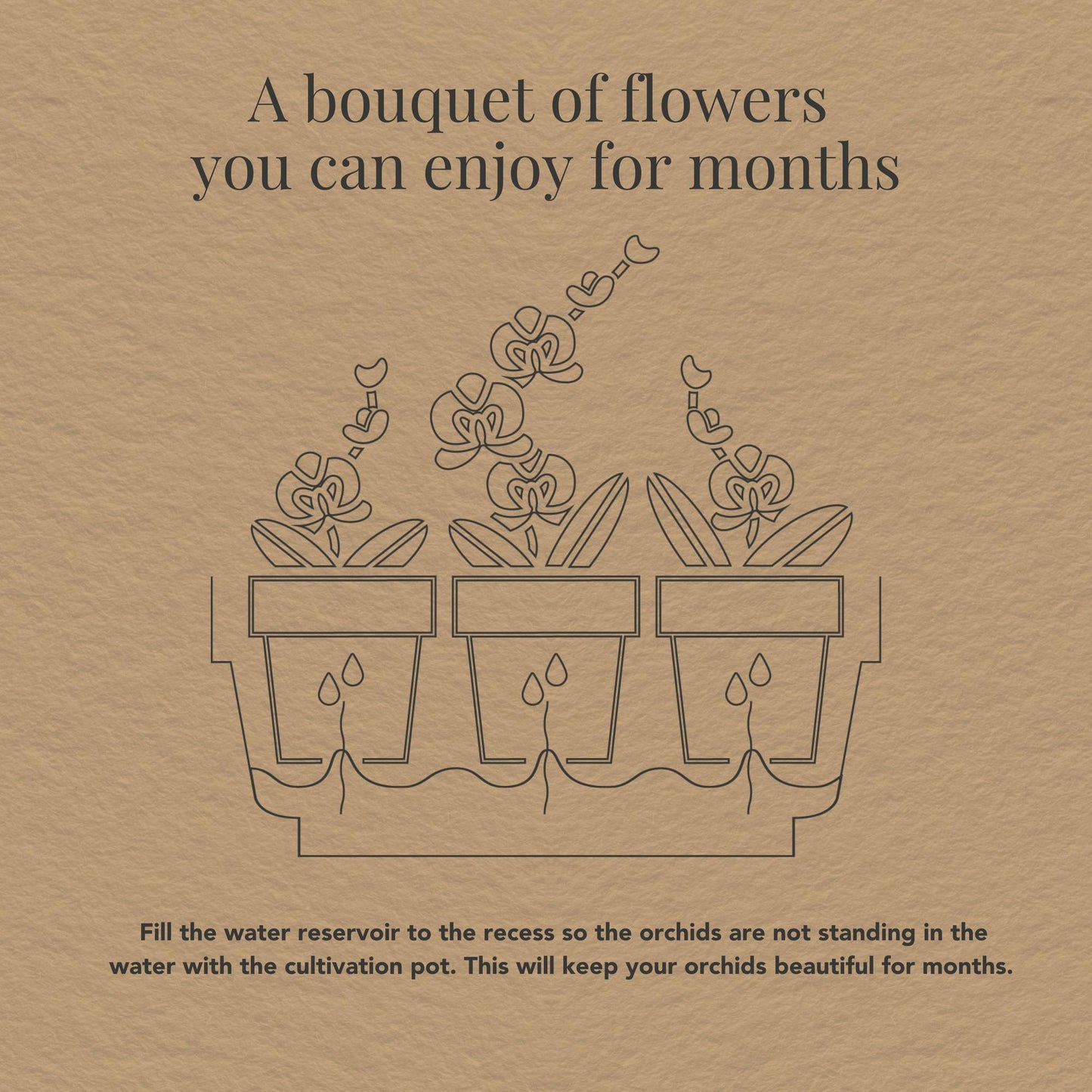 Kolibri Orchids | witte orchideeënset in Honey dish incl. waterreservoir | drie witte orchideeën Ghent 12cm | Mono Bouquet wit met zelfvoorzienend waterreservoir