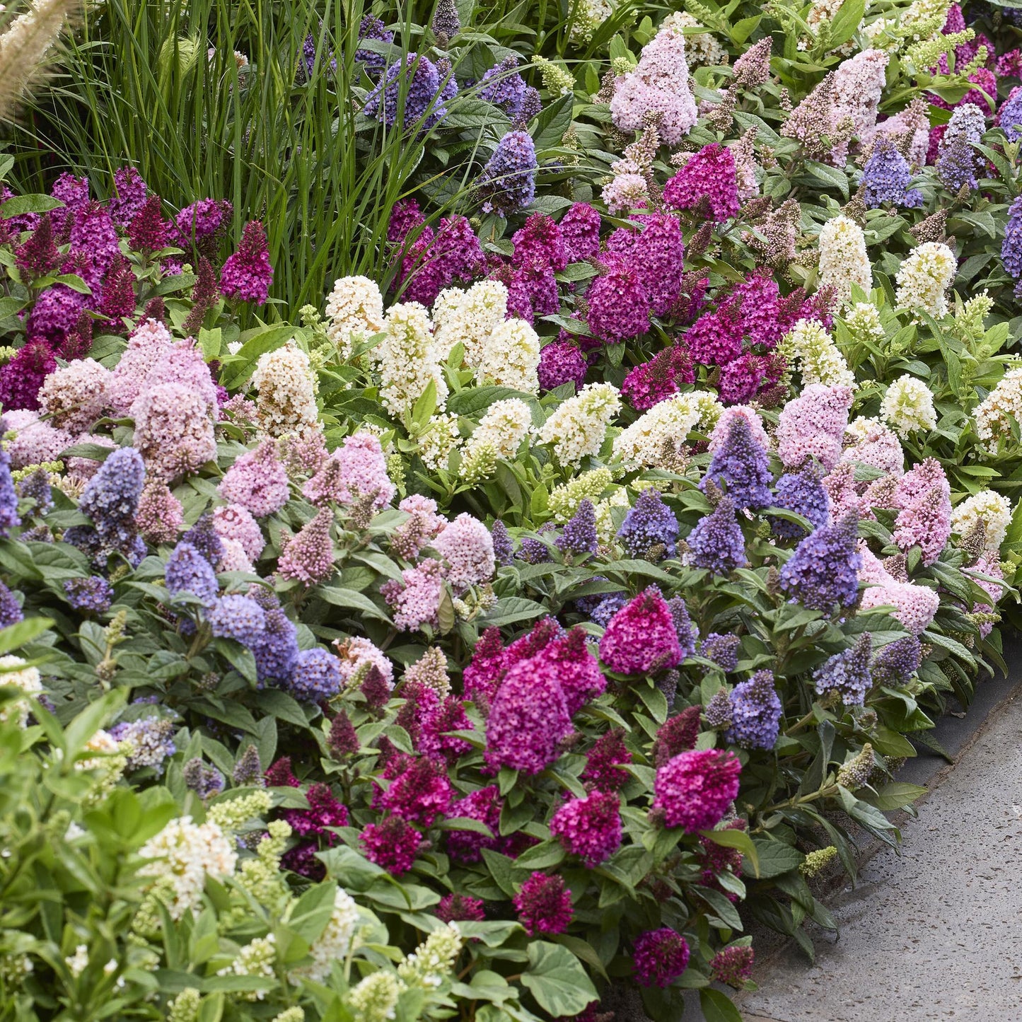 Green boutiQ - Tuinplant - Buddleja davidii Butterfly Candy Little Ruby - Vlinderstruik - Compact - Rood - 1 Plant - Pot 12cm - Hoogte 20-25cm