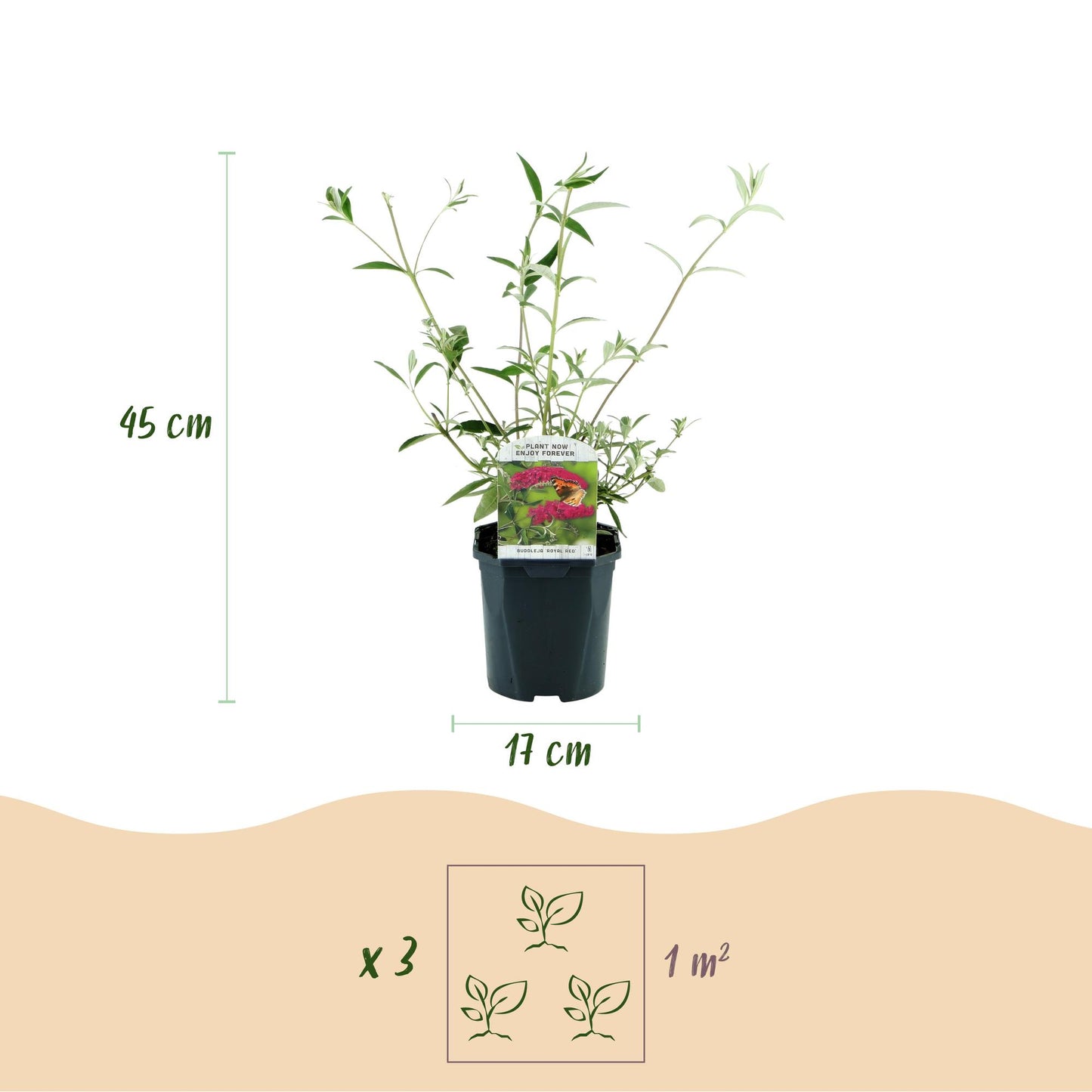 Green boutiQ - Tuinplant - Buddleja davidii Royal Red - Vlinderstruik - Winterhard - Rood - 3 Planten - Pot 17cm - Hoogte 45cm