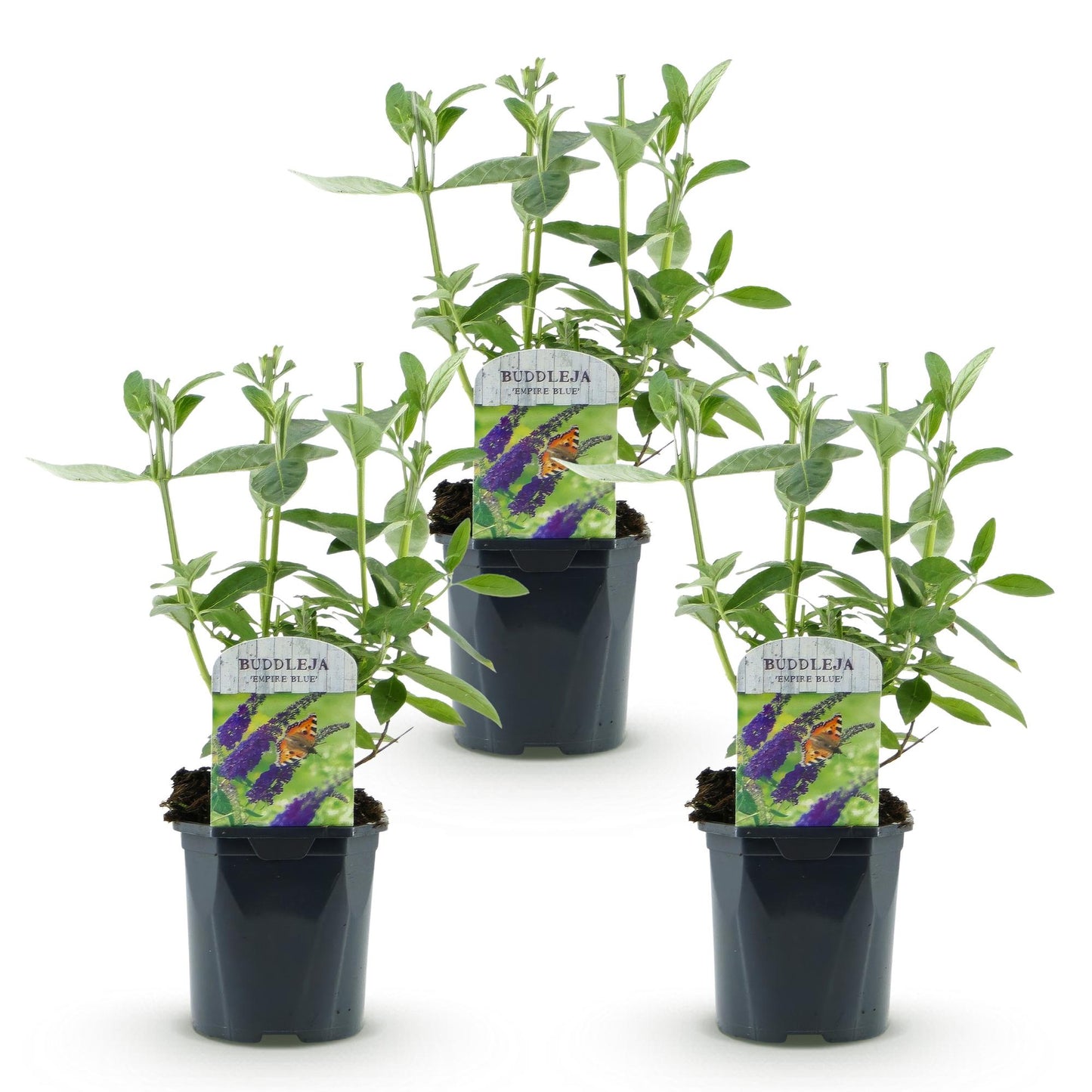 Green boutiQ - Tuinplant - Buddleja davidii Empire Blue - Vlinderstruik - Winterhard - Blauw - 3 Planten - Pot 17cm - Hoogte 45cm
