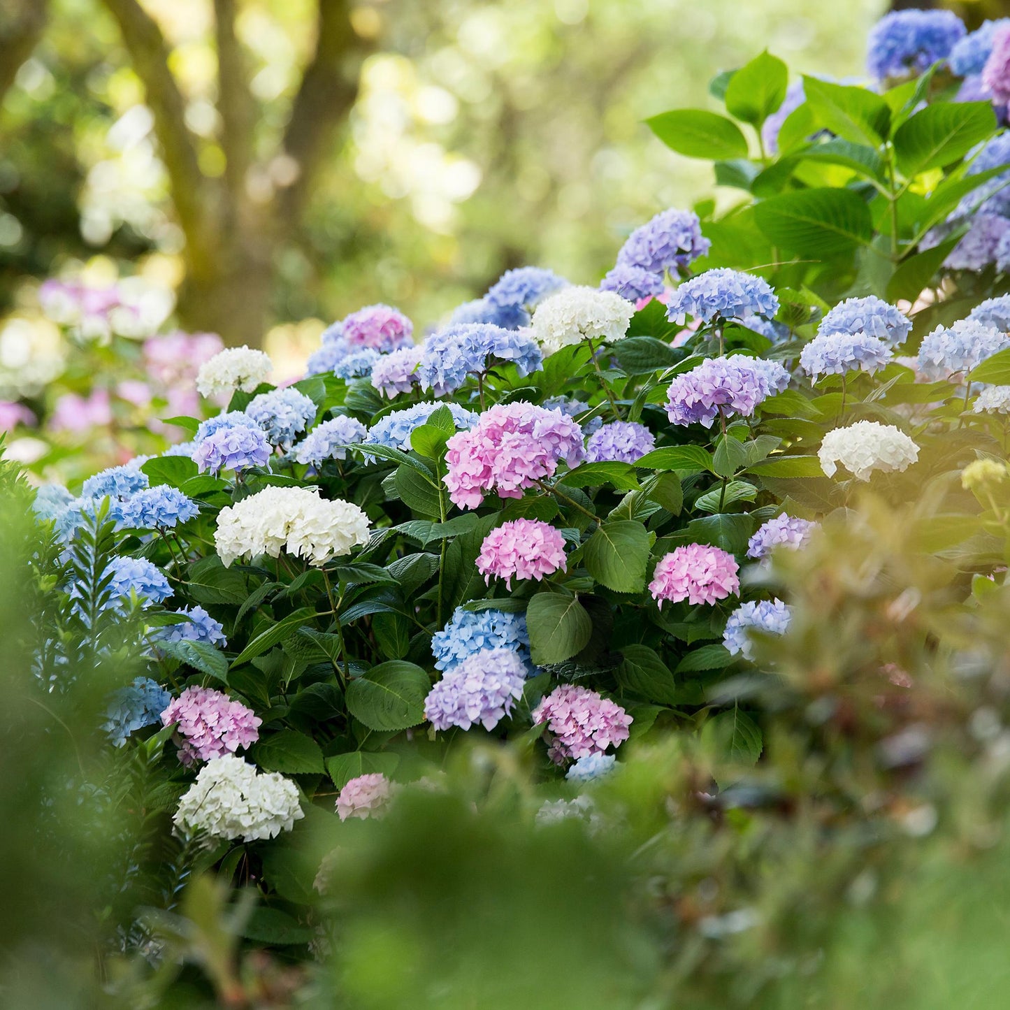 Green boutiQ - Tuinplant - Hydrangea Endless Summer Blue - Pink - White - Hortensia - Winterhard - Blauw - Roze - Wit - 3 Planten - Pot 14cm - Hoogte 20-25cm