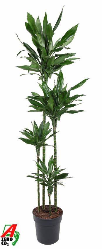 Dracaena Janet Lind XXL - 180cm