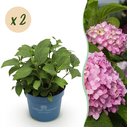 Green boutiQ - Tuinplant - Hydrangea Endles Summer The Original Pink - Hortensia - Winterhard - Roze - 2 Planten - Pot 14cm - Hoogte 20-25cm
