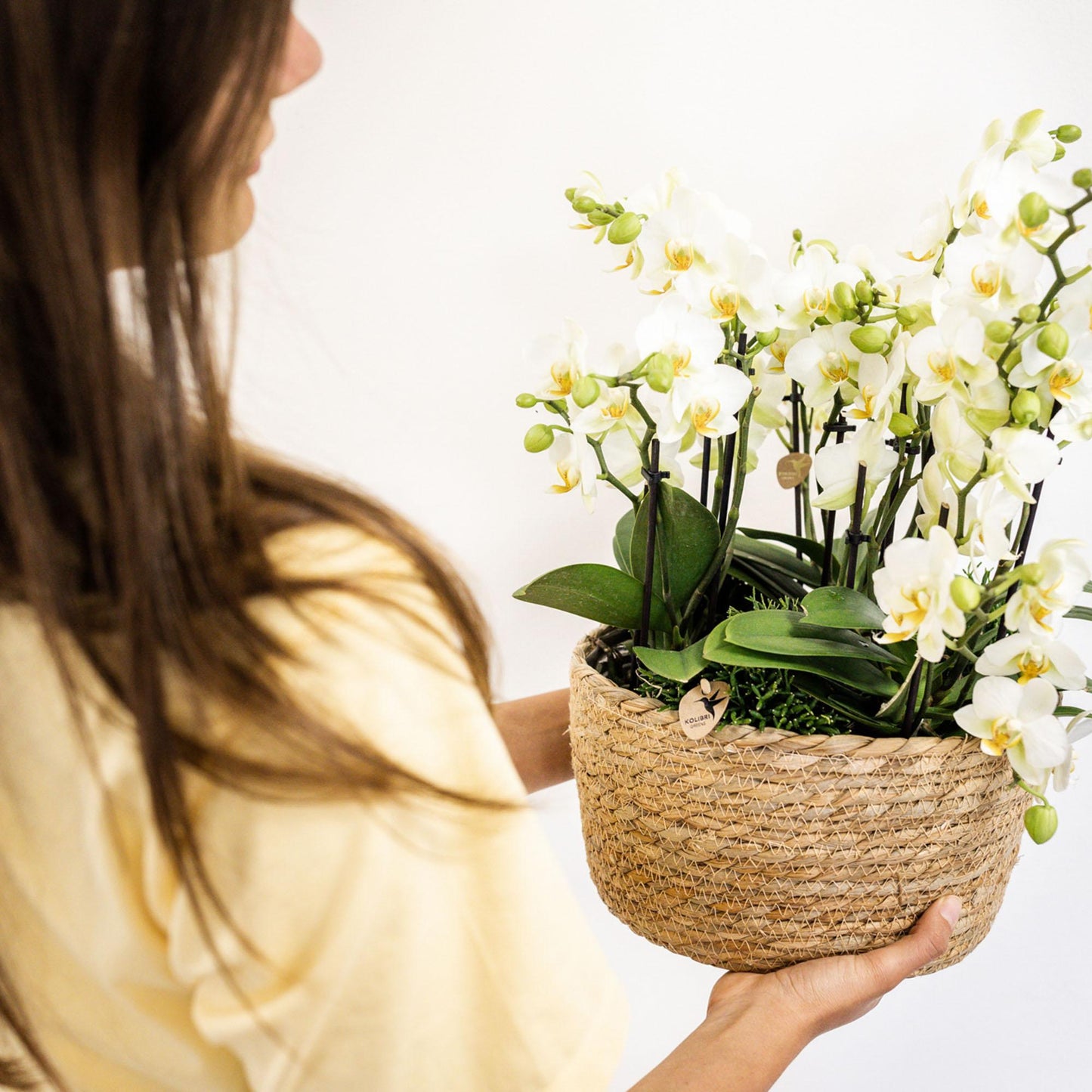 Kolibri Orchids | witte plantenset in Reed Basket incl. waterreservoir | drie witte orchideeën Lausanne 9cm en drie groene planten | Jungle Bouquet wit met zelfvoorzienend waterreservoir
