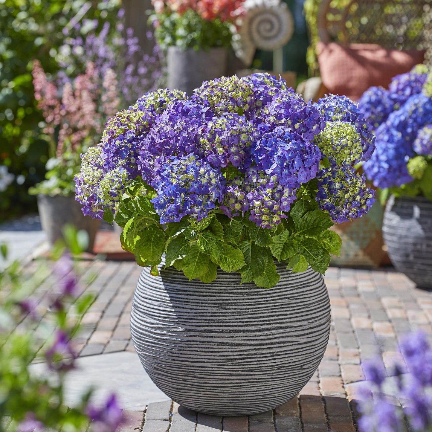 Green boutiQ - Tuinplant - Hydrangea Endles Summer Summer Love Purple - Hortensia - Winterhard - Paars - 1 Plant - Pot 14cm - Hoogte 20-25cm