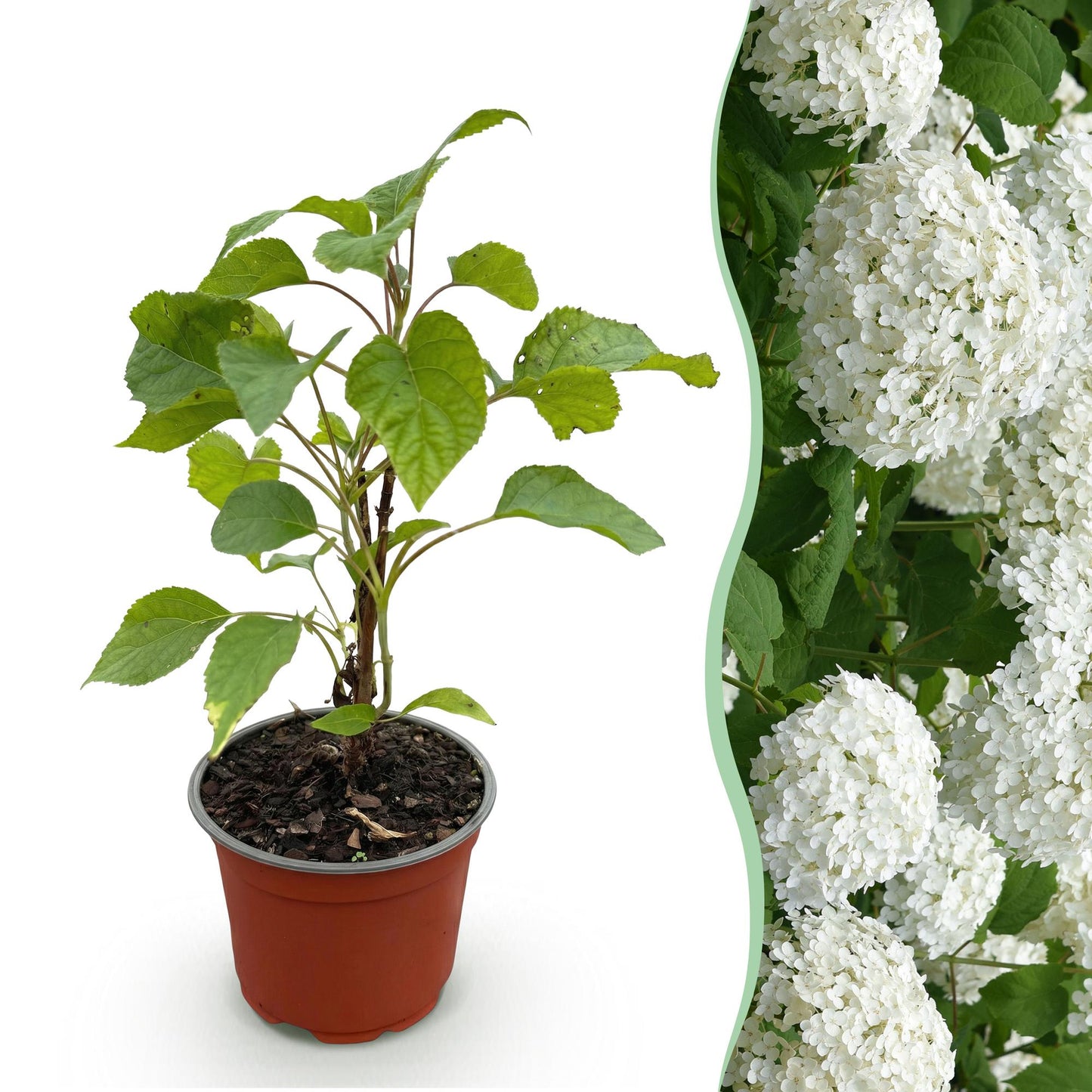 Green boutiQ - Tuinplant - Hydrangea arborescens Annabelle - Hortensia - Winterhard - Wit - 1 Plant - Pot 12cm - Hoogte Hoogte 20-30cm