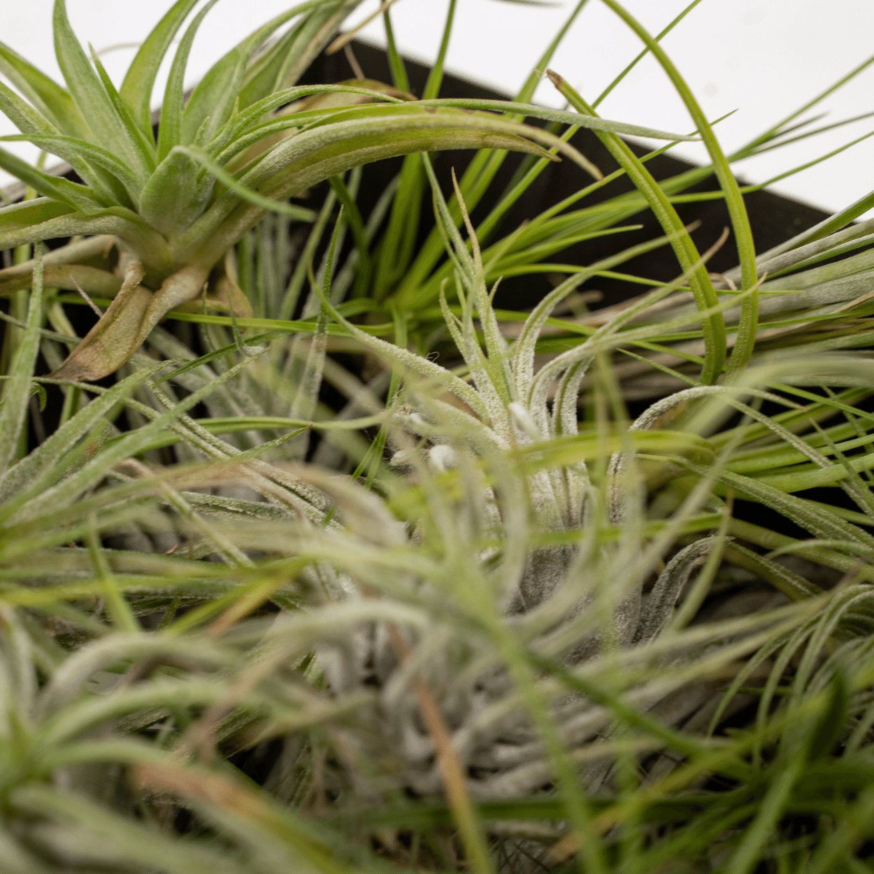 Tillandsia Air mix - 5 stuks - 6 cm - ø6