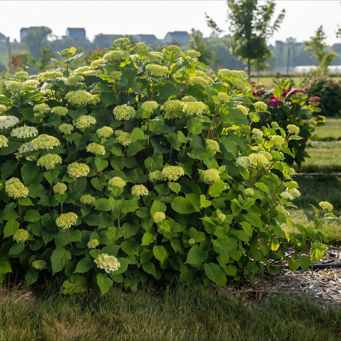 Green boutiQ - Tuinplant - Hydrangea arborescens FlowerWOW - Hortensia - Winterhard - Wit - 1 Plant - Pot 14cm - Hoogte Hoogte 20-30cm