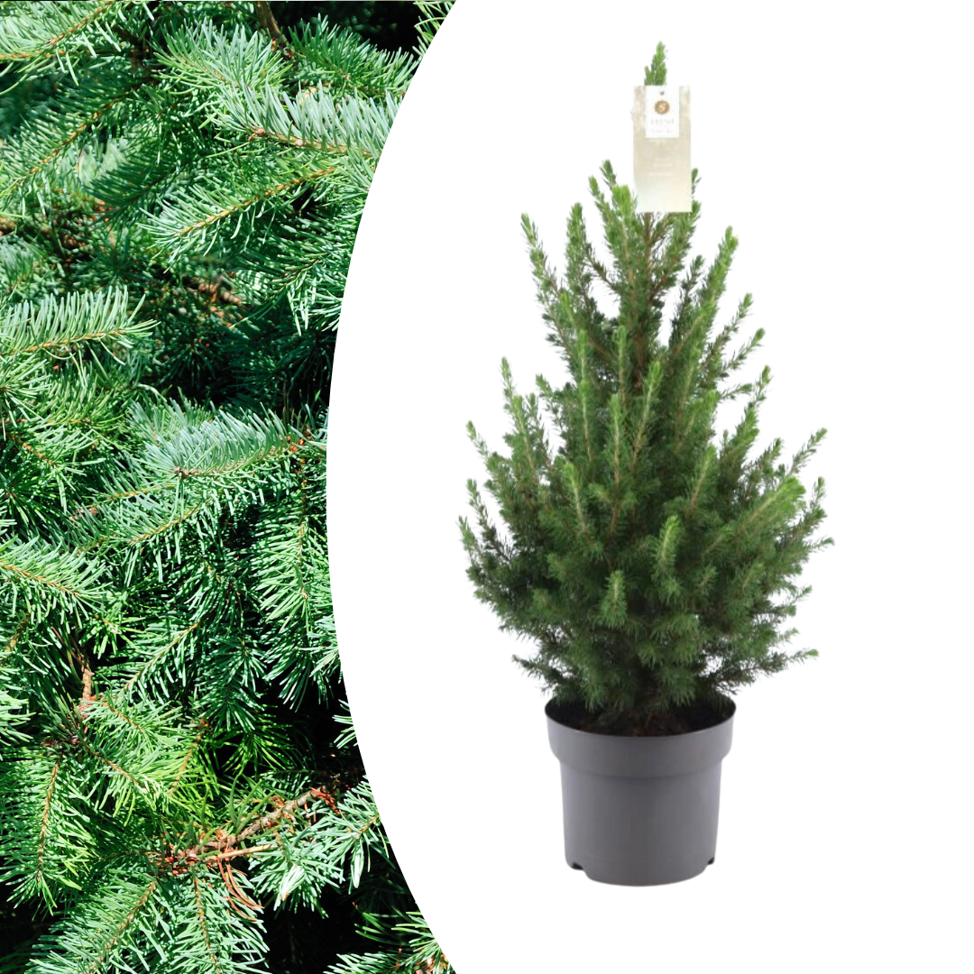 Kleine Kerstboom - 70 cm - Picea Glauca Conica