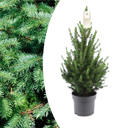 Kleine Kerstboom - 70 cm - Picea Glauca Conica