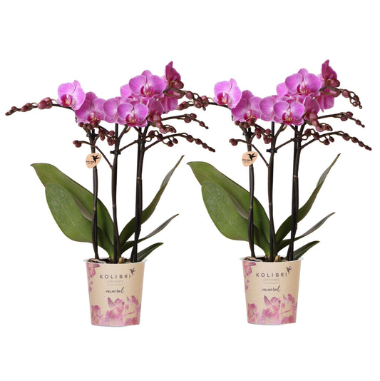Kolibri Orchids | COMBI DEAL van 2 Phalaenopsis orchideeën - Vienna - potmaat Ø9cm | bloeiende kamerplant - vers van de kweker
