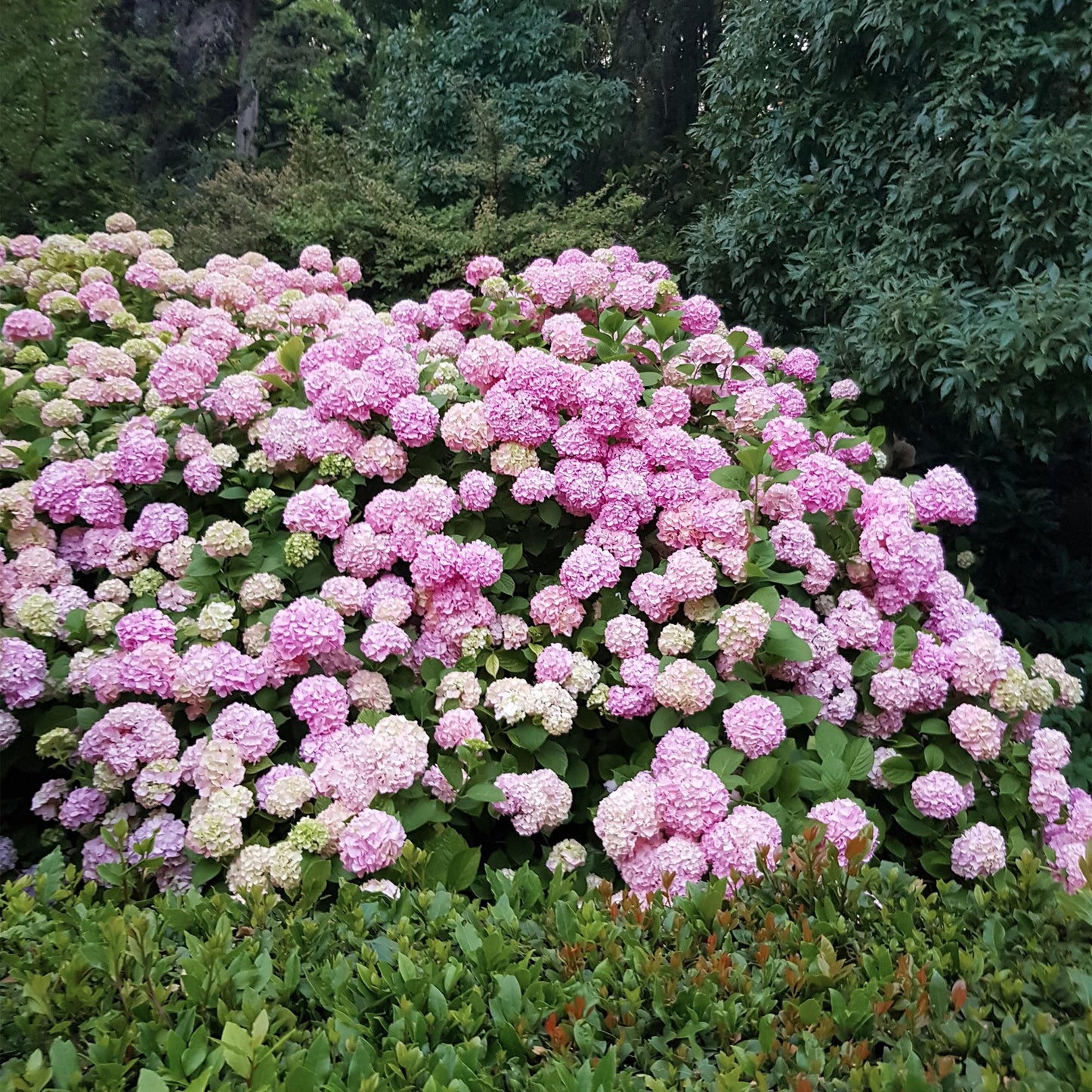 Green boutiQ - Tuinplant - Hydrangea macrophylla Roze - Hortensia - Winterhard - Roze - 1 Plant - Pot 12cm - Hoogte Hoogte 20-30cm
