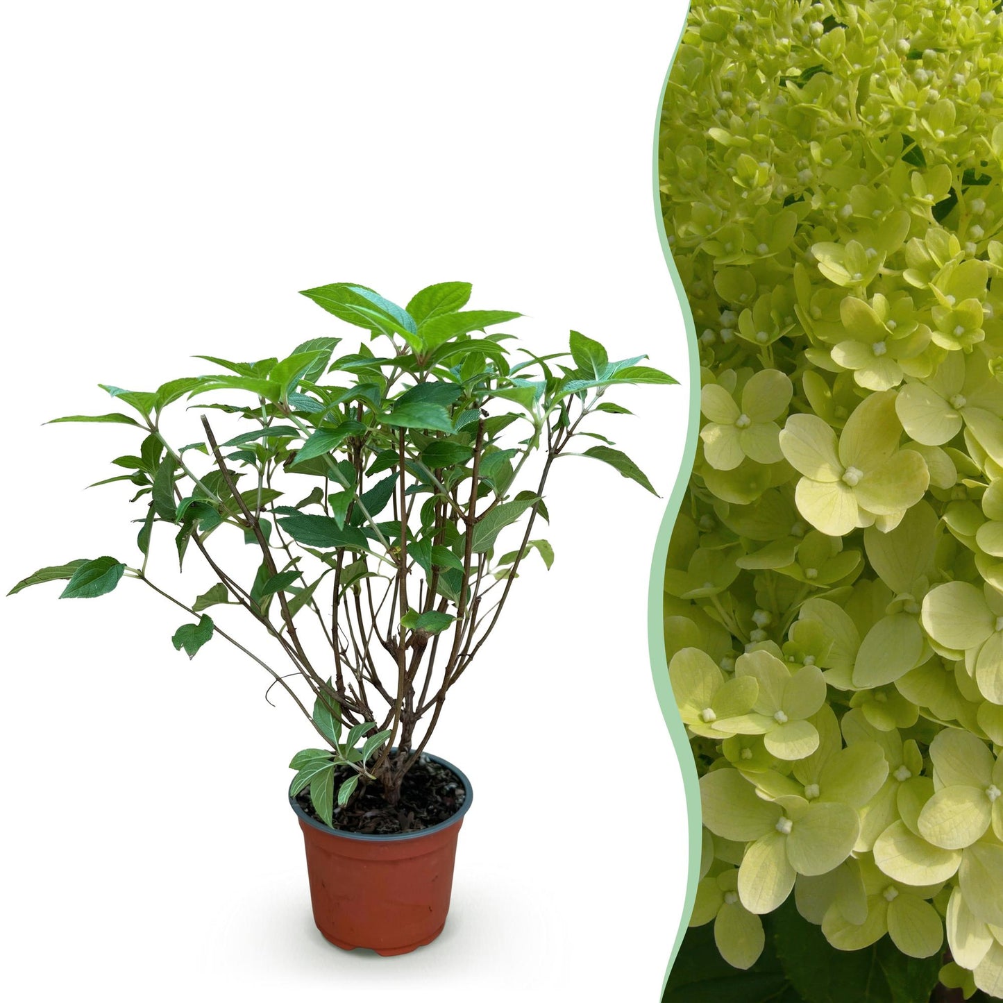 Green boutiQ - Tuinplant - Hydrangea panniculata Limelight - Pluimhortensia - Winterhard - Lime Groen - 1 Plant - Pot 12cm - Hoogte Hoogte 20-30cm